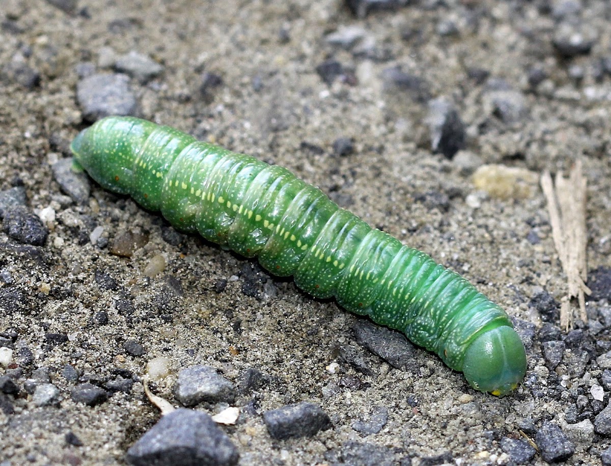 White-dotted Prominent Caterpillar