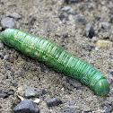 White-dotted Prominent Caterpillar