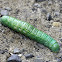 White-dotted Prominent Caterpillar