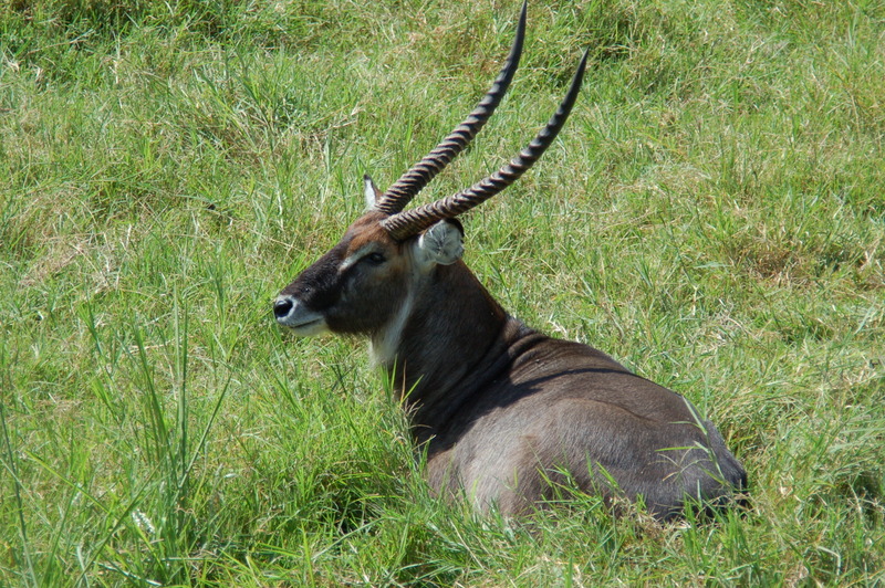 Maasai Mara (27-29 de junio de 2009) - El zoo más grande del mundo - Kenya (2009) (47)