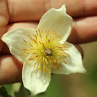 Malawian Clematis