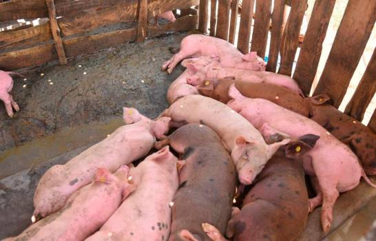 Cuba emite alerta sanitaria: Prohíbe la entrada de mercancía de origen porcino procedente de R.D. y Haití