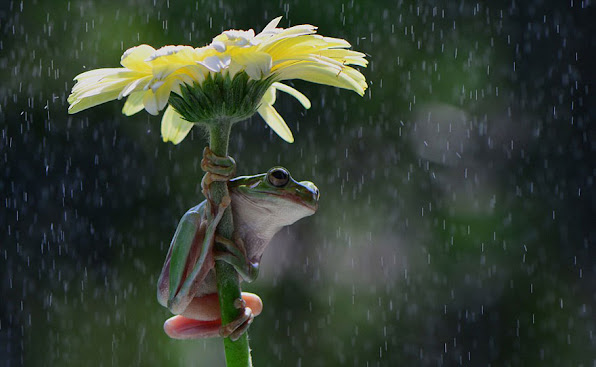 Flower Umbrella