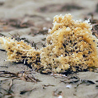 SPONGE di 