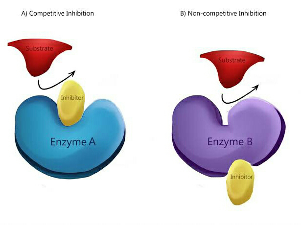 diagram of competetive and non-competetive inhibition, enzyme inhibition