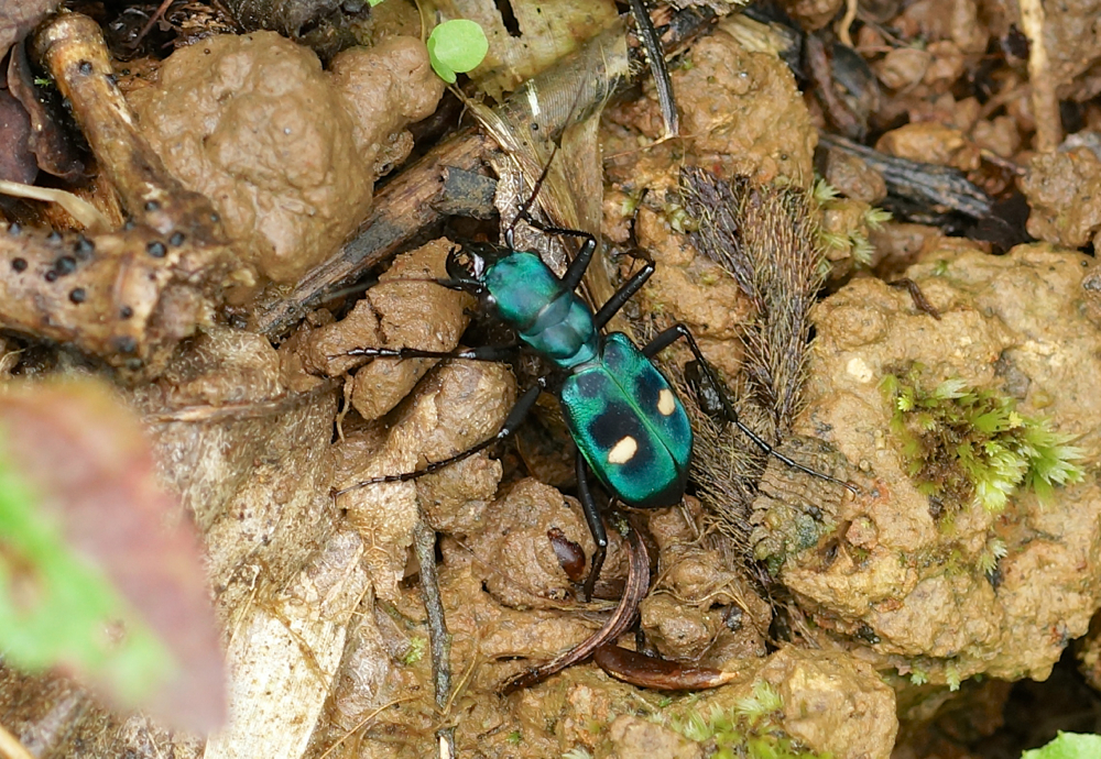 Central American Montane Tiger Beetle