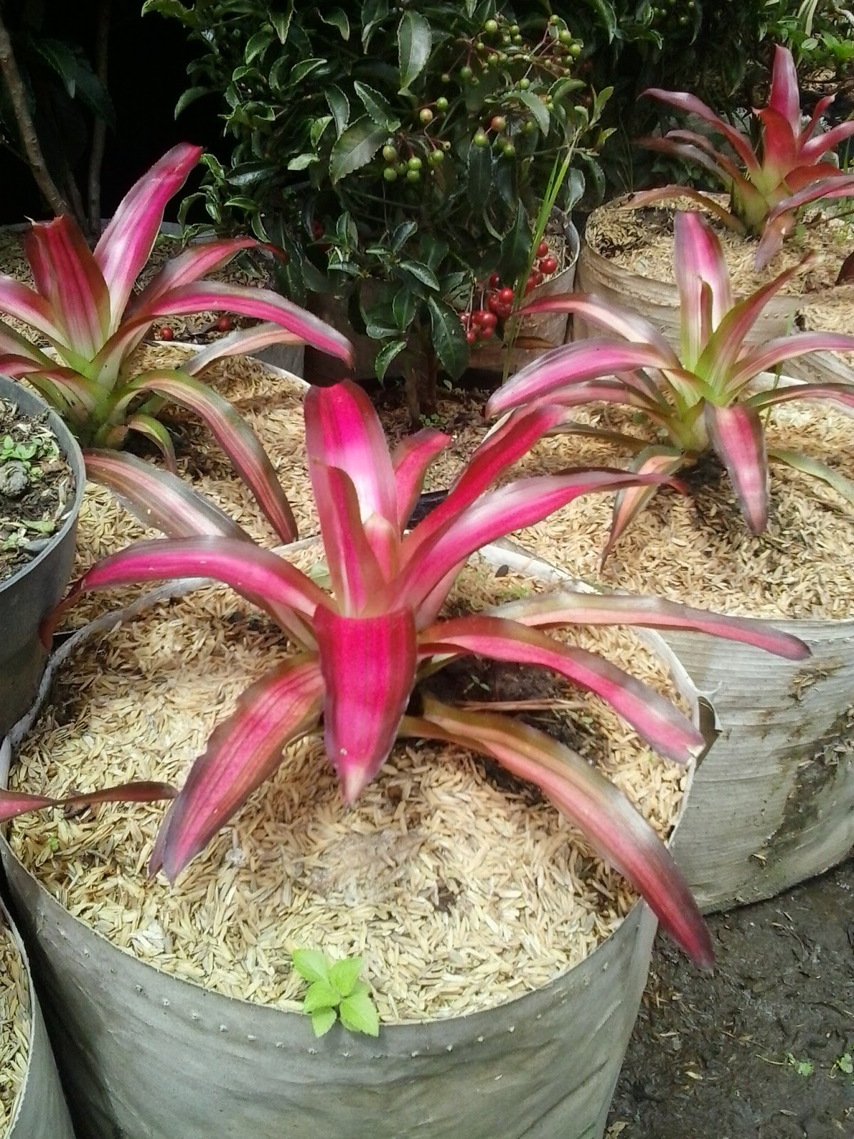 Pohon bromelia guzmania  jenis jenis bromelia penjual 