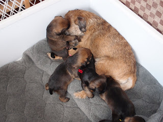 Border Terrier Puppies 2012 | Rushwind Labradors and Border Terriers