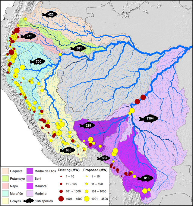 Dams existing or under construction (red) and proposed (yellow) in Andean Amazon river basins. Estimated fish species richness for each basin is depicted by the fish symbol; fish data were provided by the Amazon Fish Project. Graphic: Anderson, et al., 2018 / Science Advances