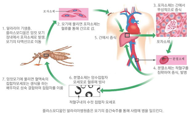 파일:attachment/malaria1.jpg