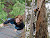 The Fire Lookout Trees of Australia