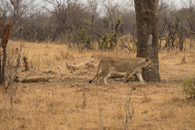 Botswana et Zimbabwe en octobre BotsZim_Oct2015_381