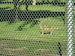 A wandering coyote on the golf course