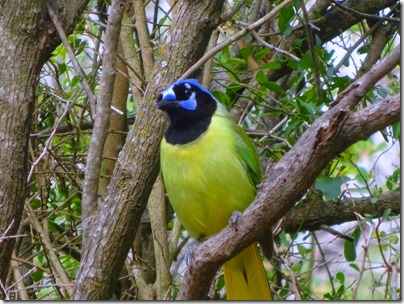 Green Jay