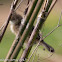 Zitting Cisticola