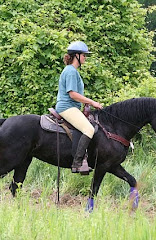 Aurora LaBella Luna Dutch Hollow Breeding Moriesian Sport Horses  image