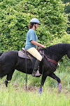 Aurora LaBella Luna Dutch Hollow Breeding Moriesian Sport Horses  image image