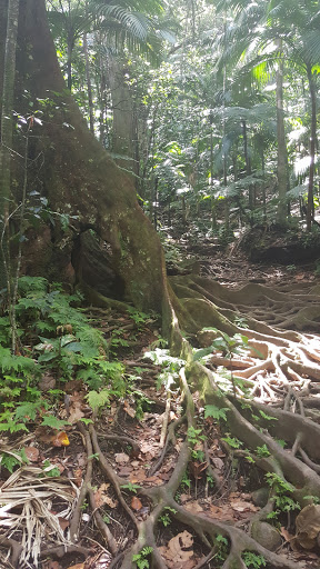 Mount Liamuiga Trailhead
