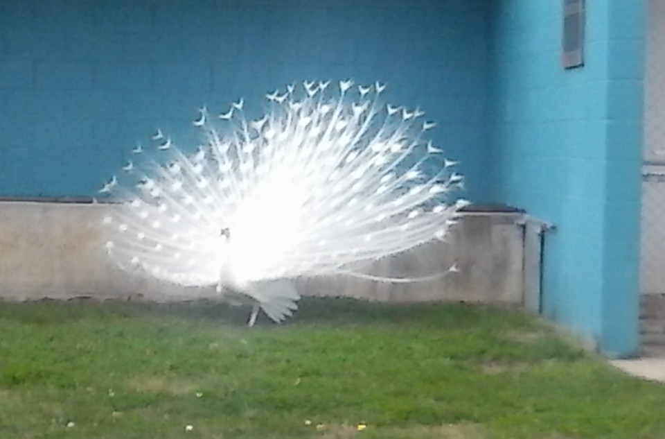 Peacock (Leucistic)