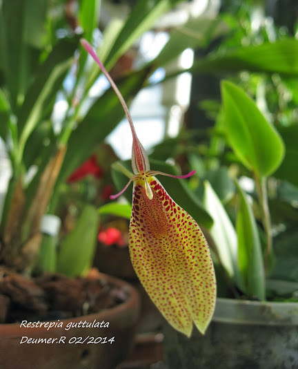 Restrepia guttulata Restrepia+guttulata+090214+moi