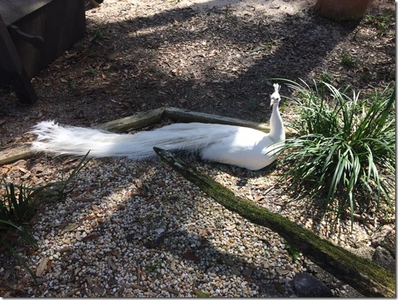 2019-2-28 white peacock 2