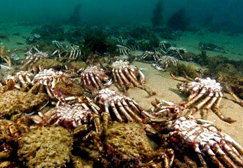 Giant Spider Crabs, um exército no fundo do mar