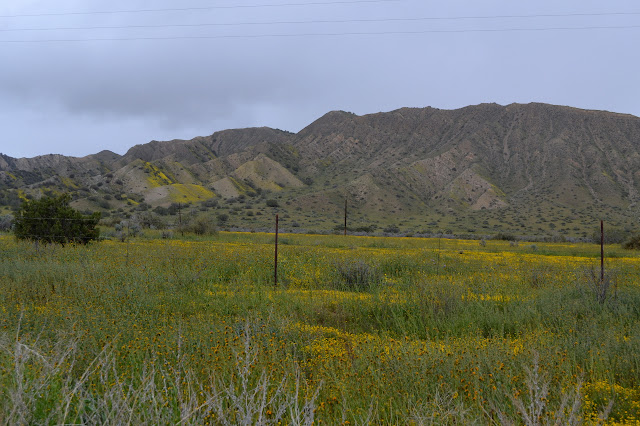 yellow fields