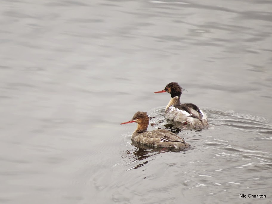 IMAGE: https://lh3.googleusercontent.com/-b1H41dJDMA4/VVTauh0fzhI/AAAAAAAAaQU/a8Gi3NACdC0/s912/IMG_5248.JPG