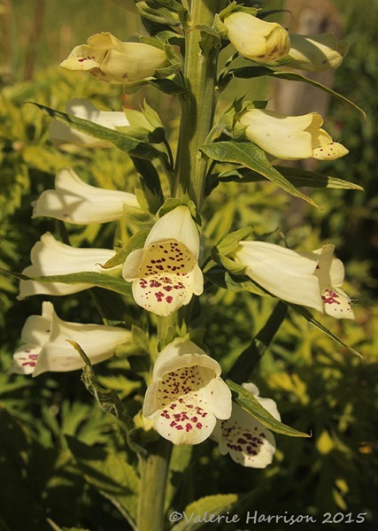 foxglove-2