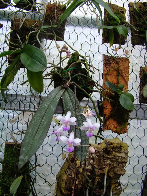 Phalaenopsis lindenii DSC09932