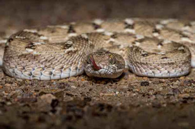 दुनिया के 10 सबसे जहरीले सांप | 10 Most Poisonous Snake In The World