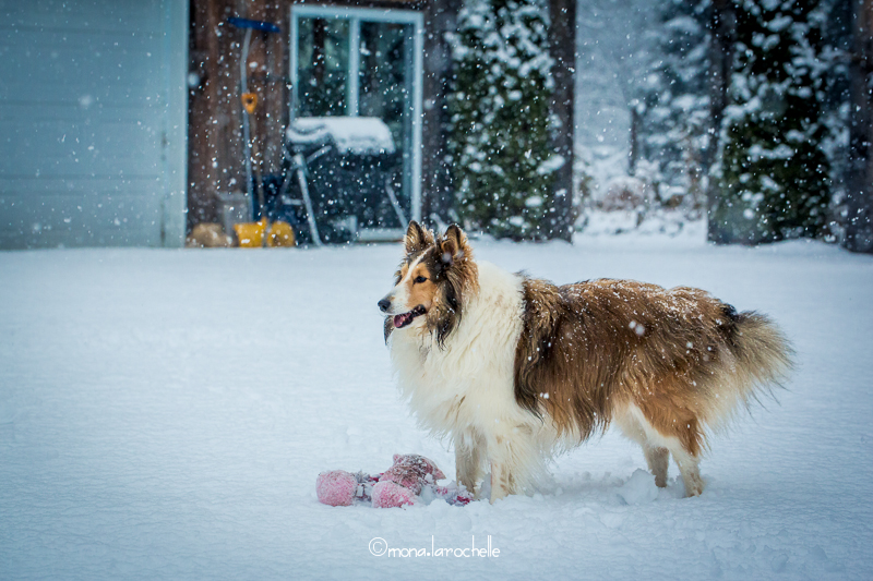 Les pitous et minou aussi aiment l'hiver Merlot-121208-2-21m