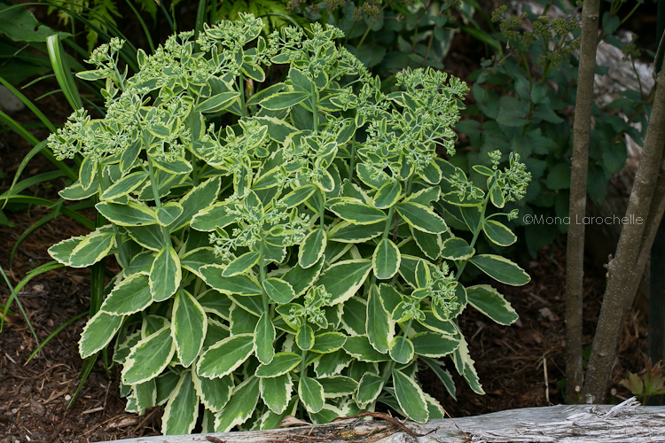 Sedum Elsie's Gold (Grand) Sedum-elsies-gold_120725-063m