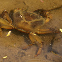 CRAB