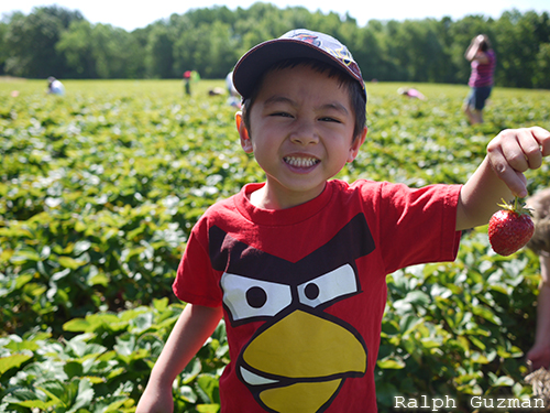Krupp Farms - Strawberry Picking in Michigan - RatedRalph.com