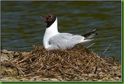 Slimbridge WWT - May