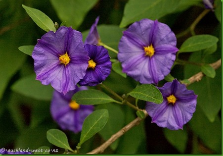 Solanum aviculare