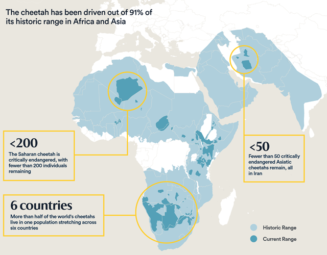 The cheetah species has been driven out of 91 percent of its historic range in Africa and Asia. Scientists confirmed on 26 December 2016 that just 7,100 cheetahs remain, globally. Graphic: Panthera