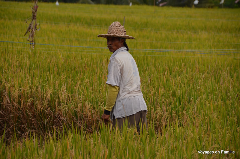 Rice fields