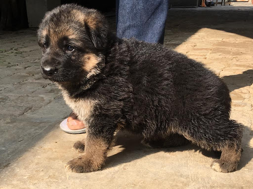 German Shepherd pups in Jalandhar