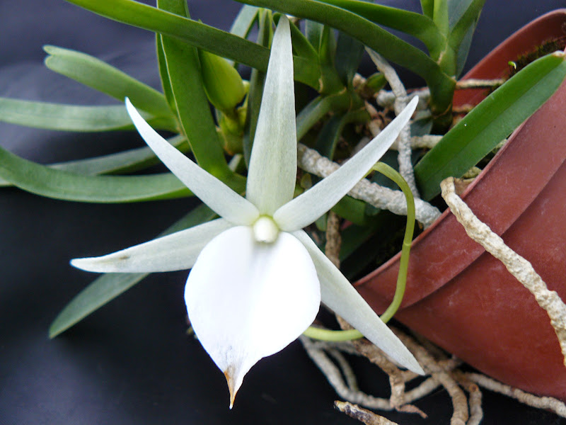 Angraecum didieri P1050268