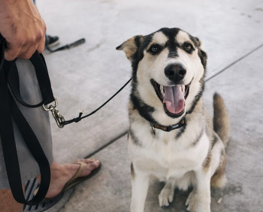 dog-training photo:classes for dog training 