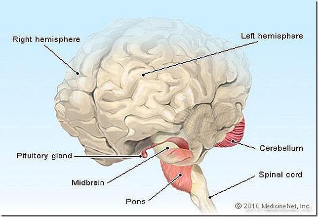 pitutary-gland