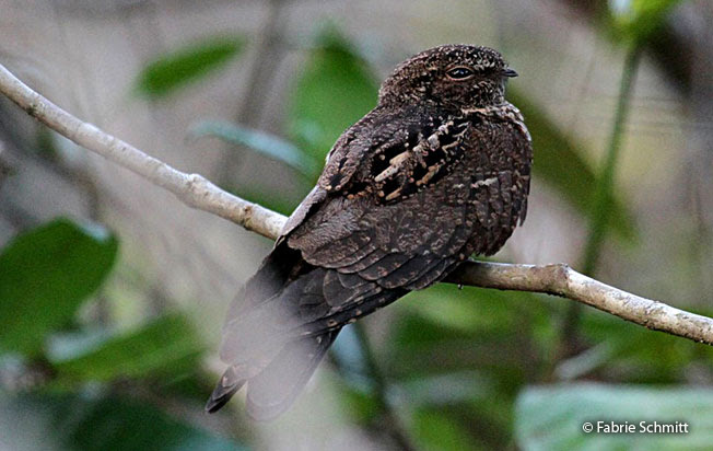 Band Tailed Nighthawk Nyctiprogne Leucopyga Peru Aves Peru Birds