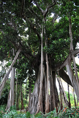 Botanical Gardens, Calle Retama, 2, 38400 Puerto de la Cruz, Santa Cruz de Tenerife, Spain