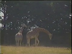 1998.06.23-010 girafes