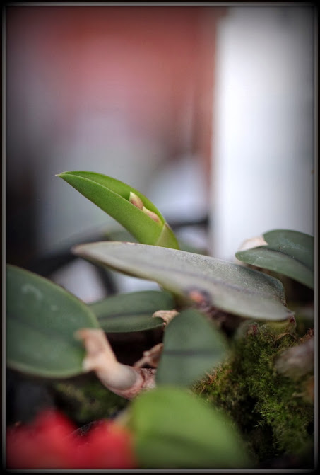 Cattleya cernua (ex Sophronitis) IMG_9122