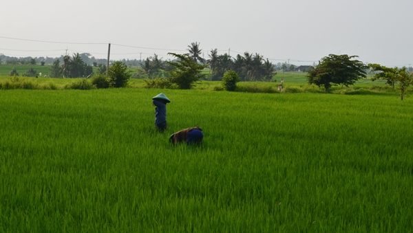 Plantações de Arroz / Férias em Bali, uma experiência única