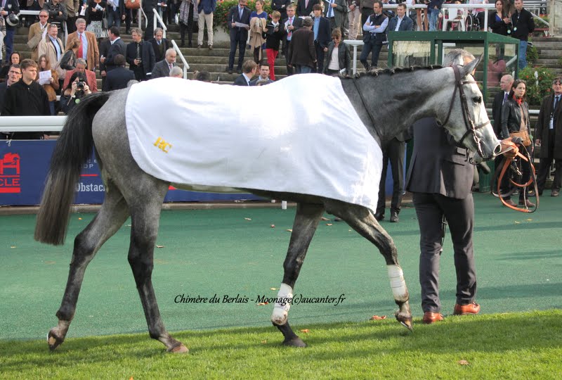 Photos Auteuil 8-11-2015 (48h de l'obstacle) IMG_6960