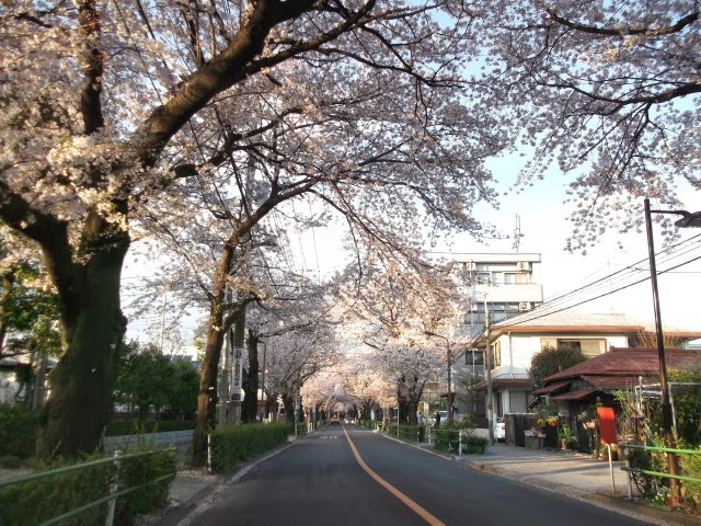 旅日記 157 桜坂の桜 エーチャンのエコ旅日記